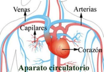 capilares del sistema circulatorio
